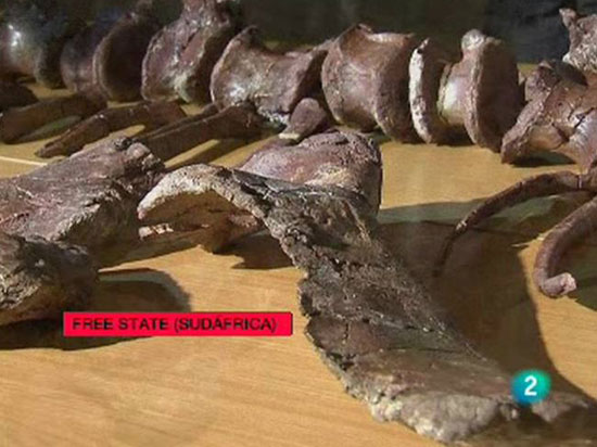 Encuentran el que podr&iacute;a ser el "eslab&oacute;n perdido" de los dinosaurios 