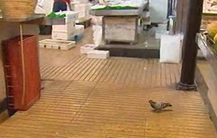 Ver v&iacute;deo  'Espa&ntilde;a Directo - Fastidiosas palomas'