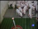 Ir al Video&nbsp;Espa&ntilde;a no ha importado carne de cerdo contaminada de Irlanda