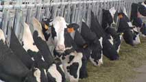 Ir al Video&nbsp;En Espa&ntilde;a se produce un 33% menos de la leche que se consume