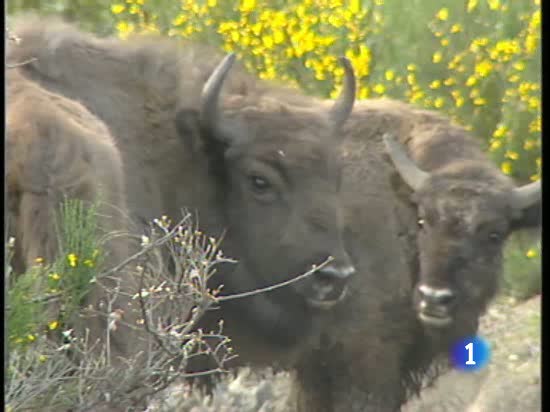 Espa&ntilde;a vuelve a tener bisontes salvajes 1.000 a&ntilde;os despu&eacute;s de que se extinguieran