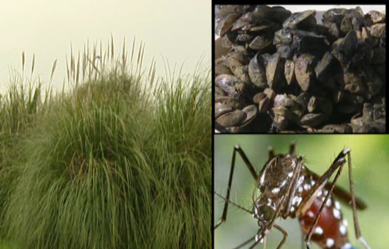En los &uacute;ltimos cinco a&ntilde;os Espa&ntilde;a ha gastado 50 millones de euros en acabar con las especies invasoras