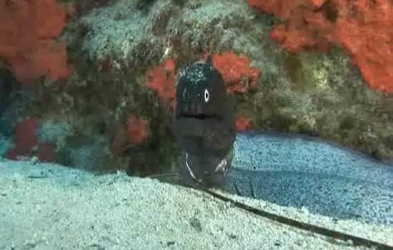 Especies nunca vistas en Canarias
