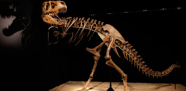El esqueleto de un dinosaurio expuesto en una muestra