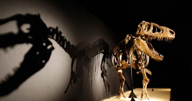 A Tarbosaurus dinosaur skeleton is displayed during an exhibition "Dinosaurs, treasures of Gobi desert" at CosmoCaixa in Alcobendas A Tarbosaurus dinosaur skeleton is displayed during an exhibition "Dinosaurs, treasures of Gobi desert" at CosmoCaixa in Alcobendas