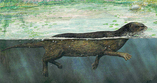 En esta primitiva foca se observa los dedos aplastados y su larga cola En esta primitiva foca se observa los dedos aplastados y su larga cola