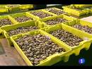 Ir al Video&nbsp;Estas navidades la vieira gallega fresca no se podr&aacute; vender