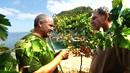 En estas vias de Banyalbufar madura la variedad malvas&iacute;a