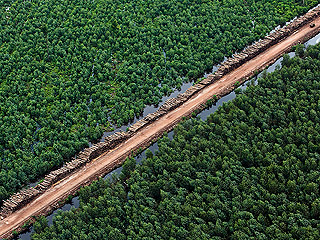 Ver v&iacute;deo  'Este 2011 es el a&ntilde;o internacional de los bosques'