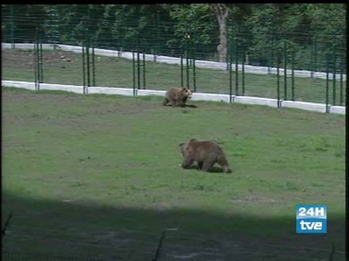 Ver v&iacute;deo  'El estr&eacute;s puede con Paca y Tola'