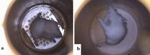 Experimento de la NASA para hacer levitar a los ratones Experimento de la NASA para hacer levitar a los ratones