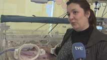 Ir al Video&nbsp;Expertos debaten sobre c&oacute;mo aumentar la vida de los beb&eacute;s prematuros