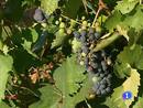 Ir al Video&nbsp;Las exportaciones del vino han crecido un 30%