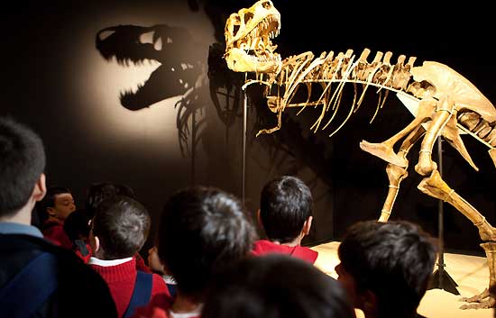 Dinosaurios. Tesoros del desierto del Gobi.