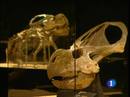 Ir al Video&nbsp;Una de las exposiciones de dinosaurios m&aacute;s importantes del mundo, en Madrid