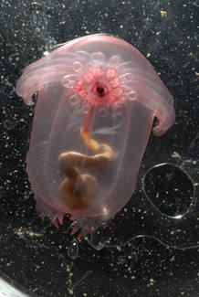 Un extra&ntilde;o pepino de mar transparente encontrado a 2.750 metros de profundidad en el Golfo de M&eacute;xico. Avanza arrastr&aacute;ndose con sus tent&aacute;culos unos dos cent&iacute;metros por segundo.