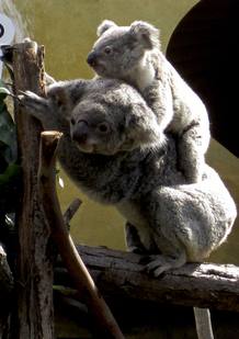 EyePet, la &uacute;nica cr&iacute;a de koala nacida en Espa&ntilde;a