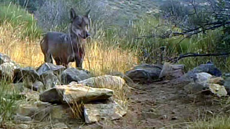 Una familia de lobos se asienta en la Sierra de Guadarrama