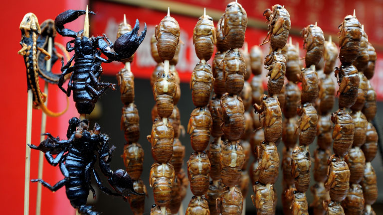 La FAO destaca el potencial alimentario por explotar en los insectos