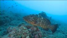 Fauna marina en la reserva de les Illes Formigues