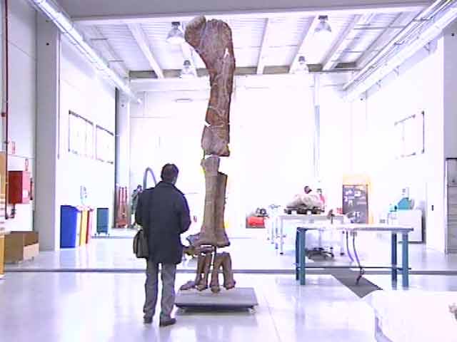 El f&eacute;mur de dinosaurio m&aacute;s grande de Europa, en Teruel
