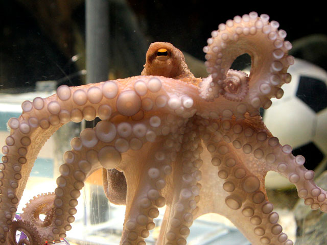 La fiebre del pulpo Paul llega a Espa&ntilde;a