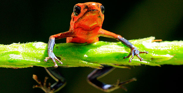 Los anfibios son una de las especies m&aacute;s amenazadas, como esta rana Blue Jeans Dart de la selva de Costa Rica.