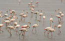 Los flamencos, uno de los s&iacute;mbolos de Do&ntilde;ana