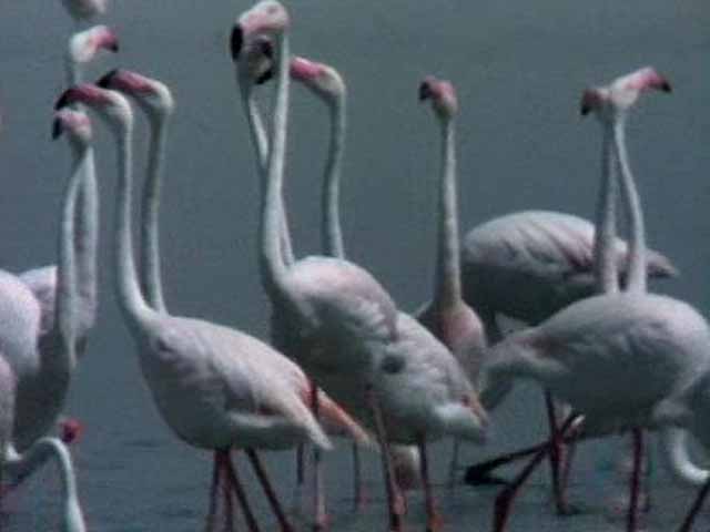 El hombre y la tierra - Los flamencos