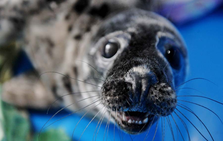 Foca gris del Báltico