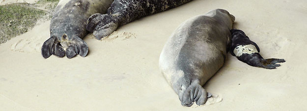 UNA FOCA MONJE NACE EN UNA PLAYA POR PRIMERA VEZ DESDE EL SIGLO XV UNA FOCA MONJE NACE EN UNA PLAYA POR PRIMERA VEZ DESDE EL SIGLO XV