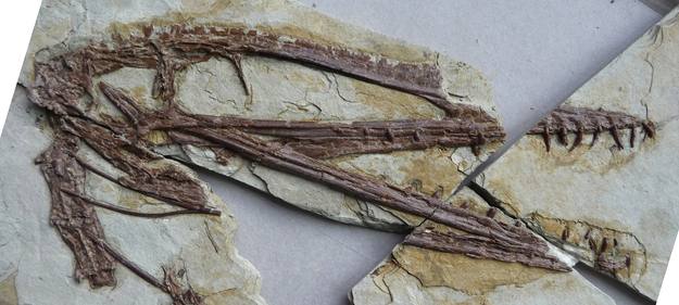F&oacute;sil del cr&aacute;neo del Darwinopterous