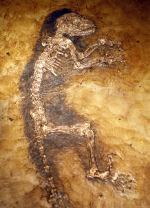 47 million year old fossilized primate specimen known as " Ida" unveiled at New York's Museum of Natural History