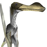 Un fósil diminuto revela un Pterosaurio gigante Un fósil diminuto revela un Pterosaurio gigante