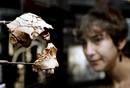 F&oacute;siles de Atapuerca