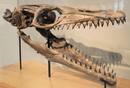 Este cr&aacute;neo de Platecarpus Ictericus estaba valorado en 30.000 euros