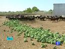 Ir al Video&nbsp;Frunet impone la primera denuncia privada contra Alemania por la crisis del E.Coli