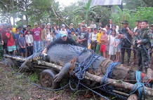 El que fuera el cocodrilo más largo del mundo, el filipino 'Lolong', murió el domingo. El que fuera el cocodrilo más largo del mundo, el filipino 'Lolong', murió el domingo.