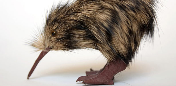 El fuerte olor corporal de los kiwis los expone ante sus depredadores El fuerte olor corporal de los kiwis los expone ante sus depredadores
