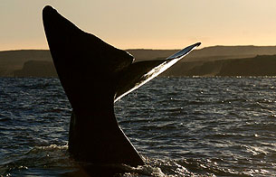 Ver v&iacute;deo  'El futuro de las ballenas se decide en Chile'