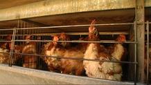 Las gallinas podr&iacute;an dejar de estar en las jaulas