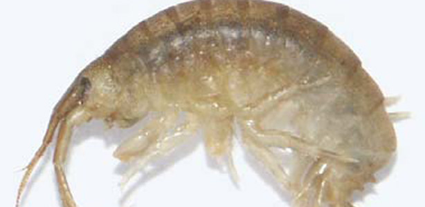 La gamba asesina encontrada en Inglaterra