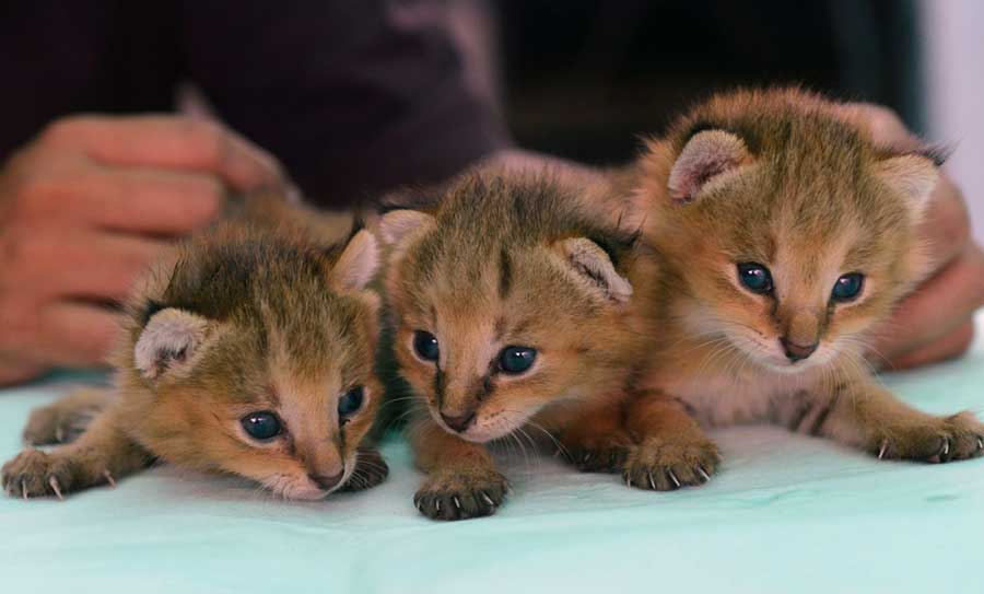 Gatitos de lince en la India