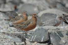 Las gaviotas se alimentan de estos cangrejos