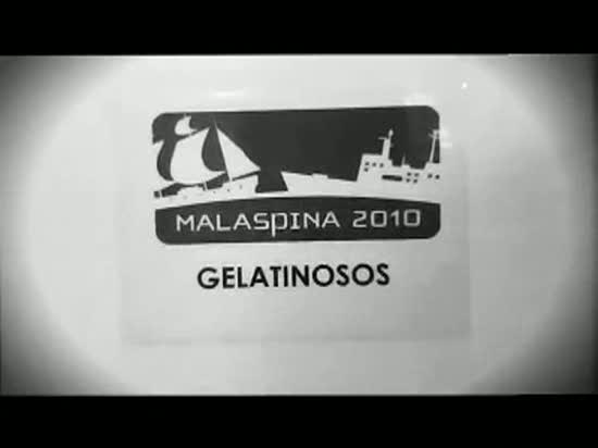 La Expedici&oacute;n Malaspina estudia los animales gelatinosos