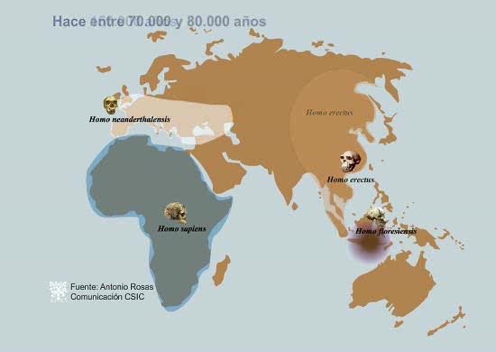 El genoma de los Neandertales confirma que se cruzaron con los humanos modernos