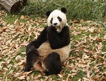 Un panda gigante en Washington Un panda gigante en Washington