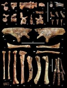 F&oacute;siles del &uacute;nico ejemplar de dinosaurio de esta clase encontrado hasta el momento en la Pen&iacute;nsula Ib&eacute;rica