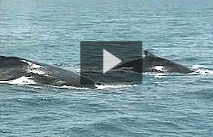 Ver v&iacute;deo  'Los gigantes de los oc&eacute;anos'