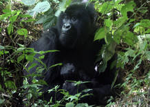 Un gorila del Parque Nacional de Virunga en el Congo. El gorila es uno de los grandes simios, junto a chimpacés, bonobos y orangutanes, que protege el Proyecto Gran Simio. Un gorila del Parque Nacional de Virunga en el Congo. El gorila es uno de los grandes simios, junto a chimpacés, bonobos y orangutanes, que protege el Proyecto Gran Simio.